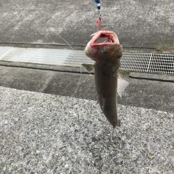 安定の青物坊主