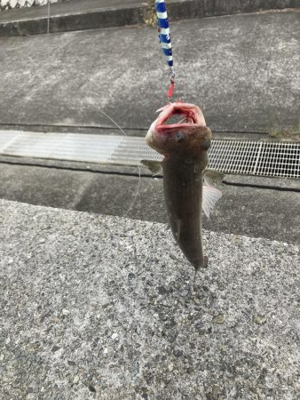 安定の青物坊主