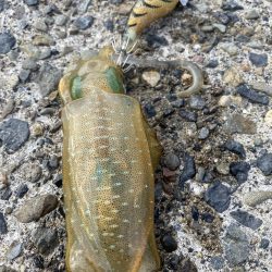 福井で初新子釣り