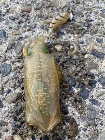 福井で初新子釣り