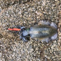 シャローで良型Hit!