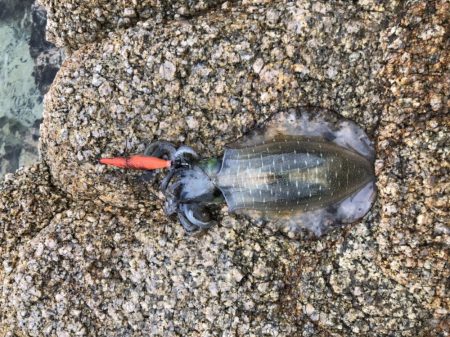 シャローで良型Hit!