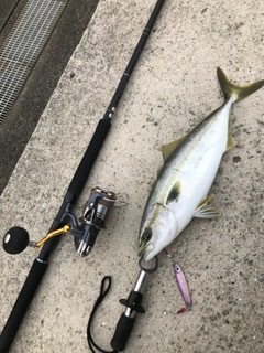 久しぶりの青物