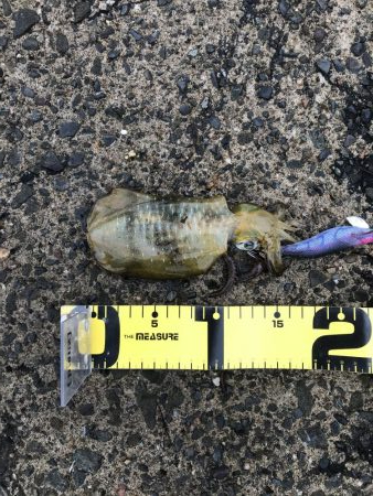 初めての間人エギング