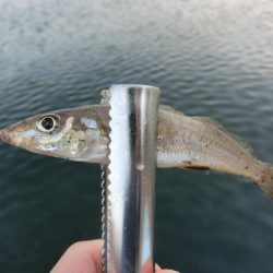 ええサイズのキスが