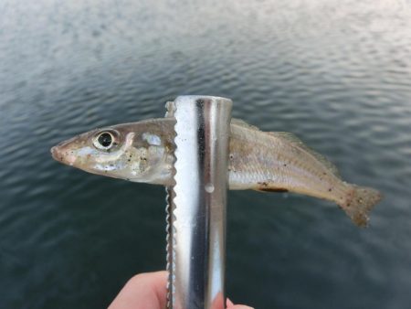 ええサイズのキスが