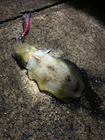 秋の新子釣り旅①