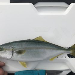 ボラ時々ツバス