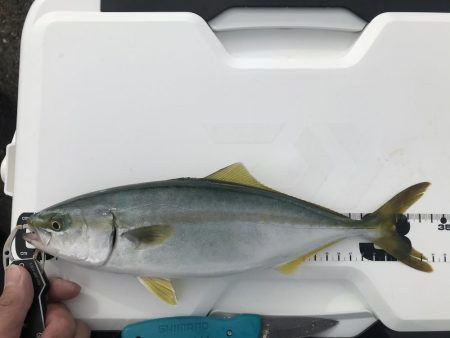 ボラ時々ツバス