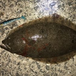 マヅメにボイル