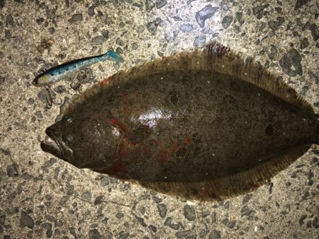 マヅメにボイル