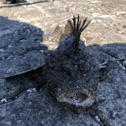 ライトショアジギング