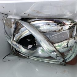 初めてのタチウオ乗合船