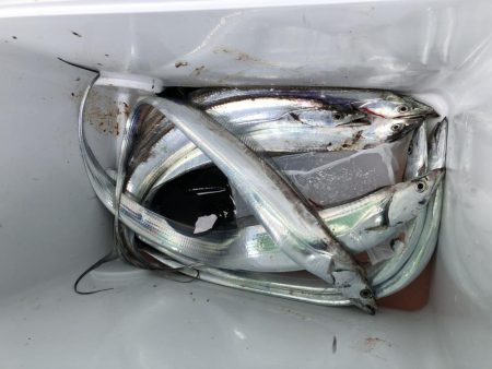 初めてのタチウオ乗合船