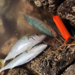 ハマチ！イカ！タチウオ！