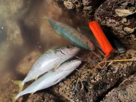 ハマチ！イカ！タチウオ！