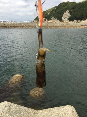 一応今期初アオリ