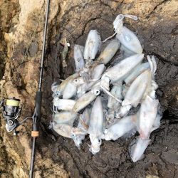 2020 佐渡ヶ島エギング 8回目