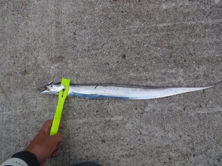 和歌山北部南部をランガンでこの釣果・・・^…