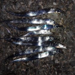 なんとか最終日太刀魚の回遊tと一致しました…