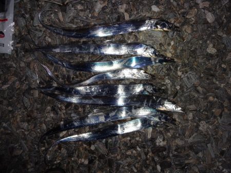 なんとか最終日太刀魚の回遊tと一致しました…