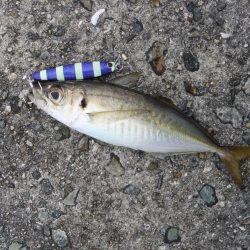 海の中はまだまだ夏？？