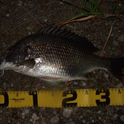 キビレ狙いからマチヌ狙いに