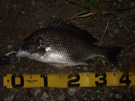 キビレ狙いからマチヌ狙いに