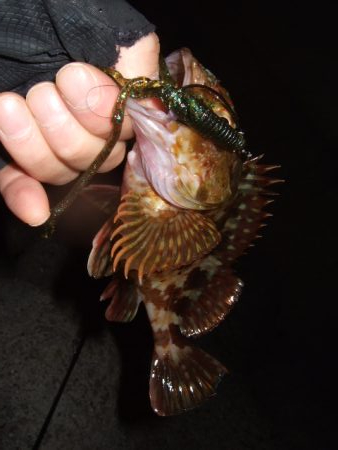 ロックフィッシュ調査