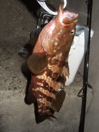 ロックフィッシュ釣行