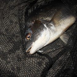 シーバス狙いでしたが…。