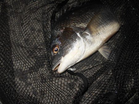 シーバス狙いでしたが…。