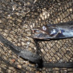 回遊はイマイチ…。