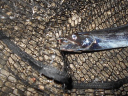 回遊はイマイチ…。