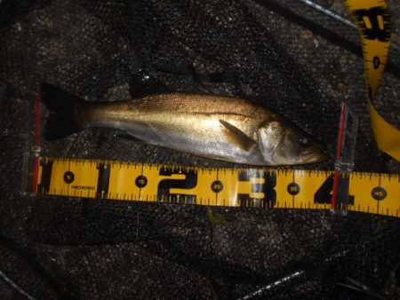 まだまだ夏ですね…。