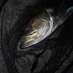 岸壁ノックでズドンッ!!。