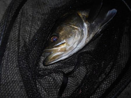 岸壁ノックでズドンッ！！。