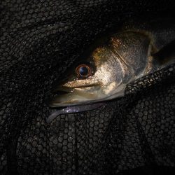 タダ巻きでは食ってこない。