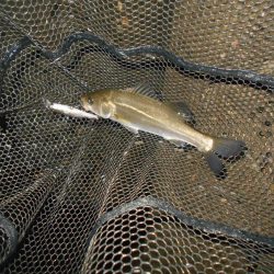 チビのみで終了…。