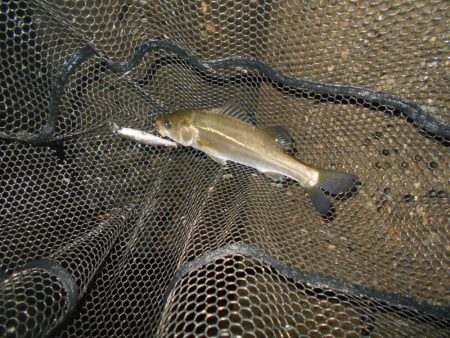 チビのみで終了…。