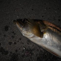 活性は上向き♪。