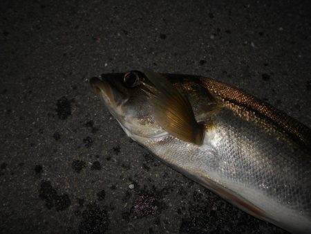 活性は上向き♪。