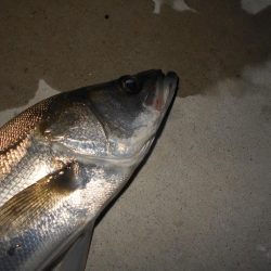 ちょこっとシーバス。