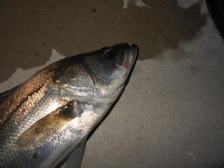 ちょこっとシーバス。