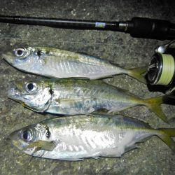 ショートでアジ