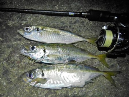 ショートでアジ