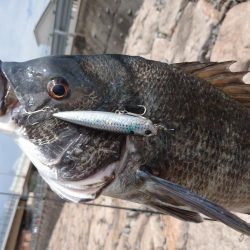 今日もチヌトップ！！