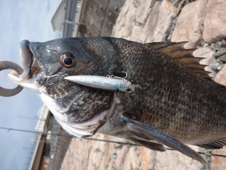 今日もチヌトップ！！