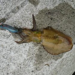 ミニミニアオリ