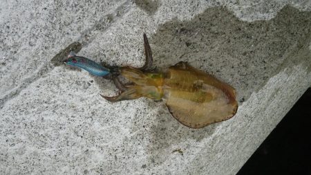 ﾐﾆﾐﾆｱｵﾘ